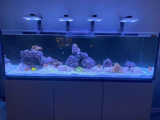 corals_01